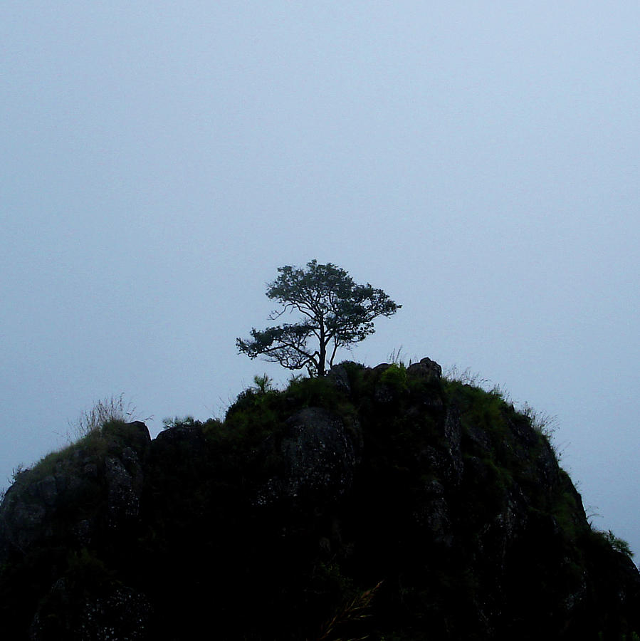 Nature Photograph - Lone tree atop hillock near Coonoor, India by Misentropy