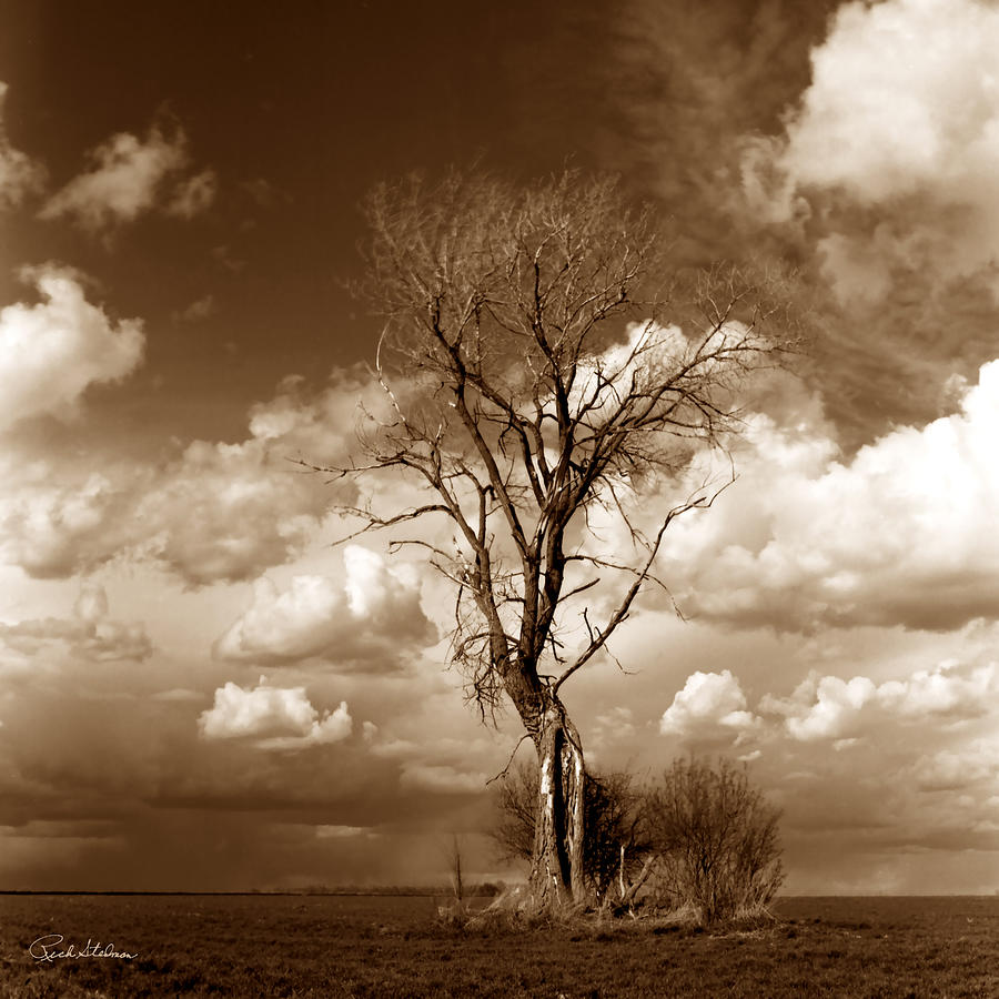 Lone Tree- Brown Tone Photograph by Richard Stedman