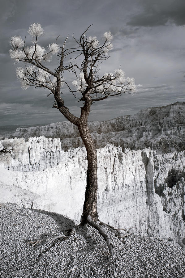 Lone Tree Canyon Photograph by Mike Irwin