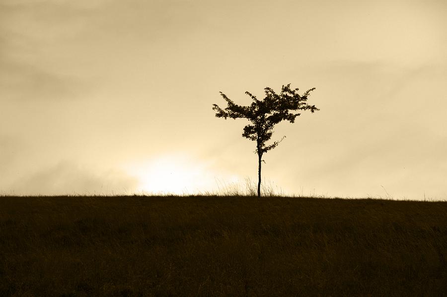 Lone Tree Photograph by Chris Day