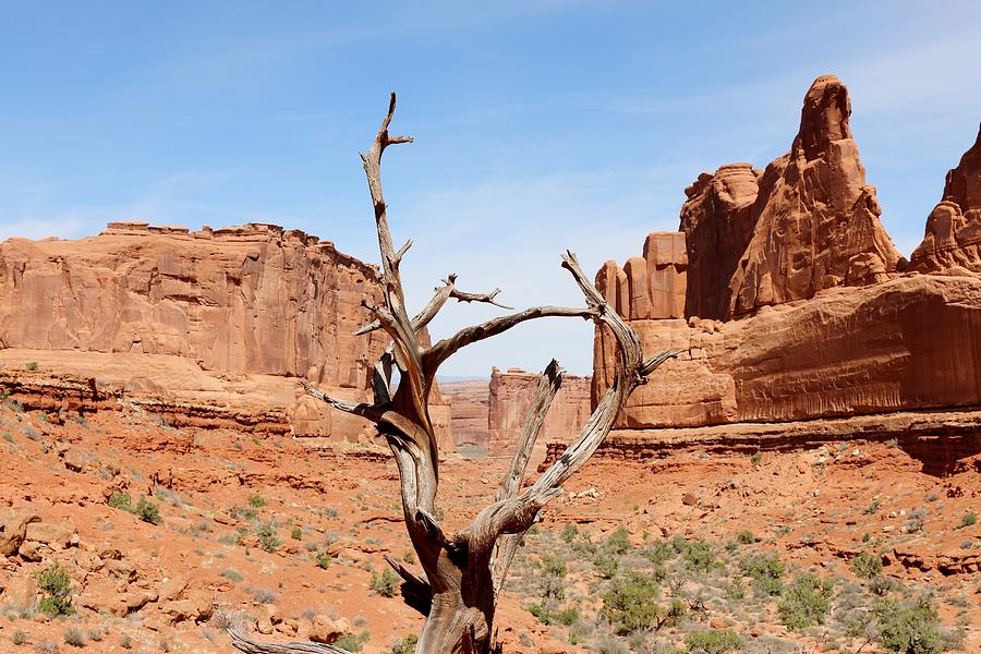 Lone Tree  Photograph by Christy Pooschke