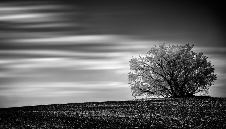 Lone Tree Photograph by Dan Jurak