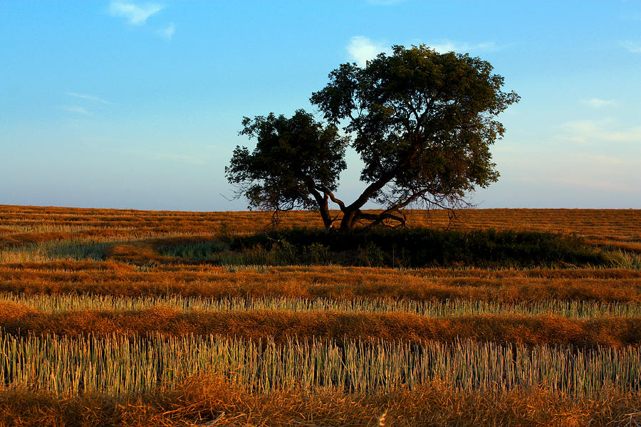 Lone Tree Photograph by David Matthews