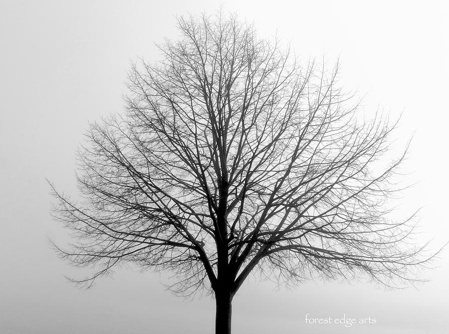 Lone Tree  Photograph by Dick Bourgault