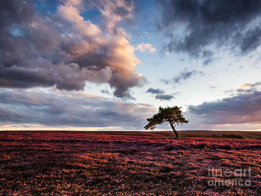 Lone Tree at Sunset Photograph by Janet Burdon