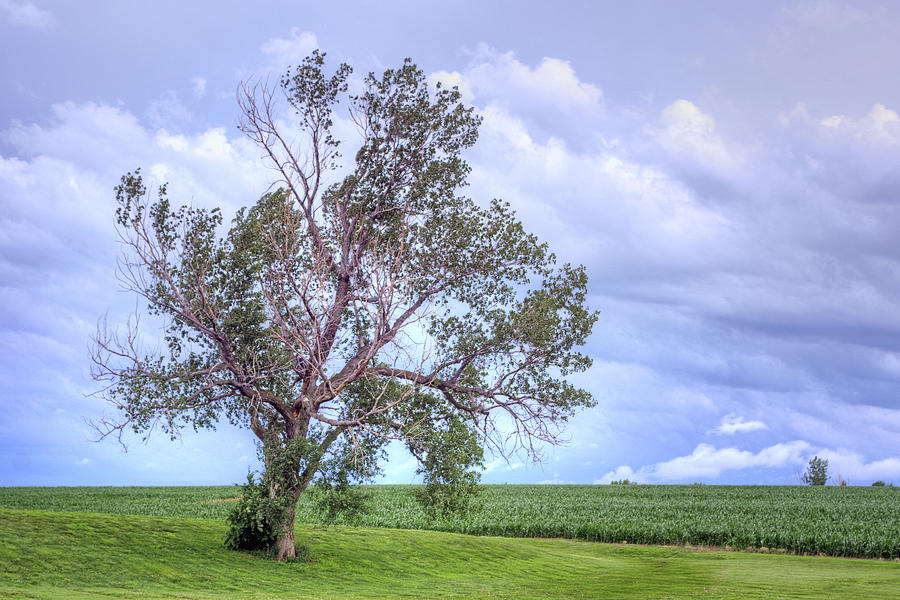 Farm Photograph - Lone Tree - Farm - Morning by Nikolyn McDonald