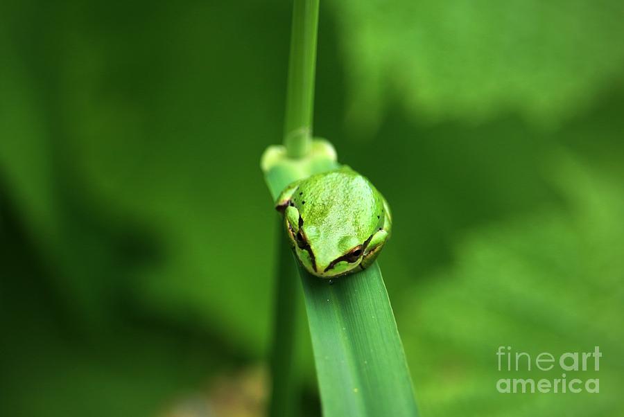 Lone Tree Frog Photograph by Nick Gustafson