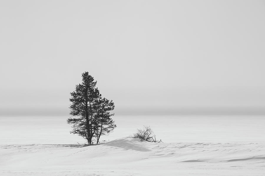 Lone Tree Photograph by Gary Lengyel