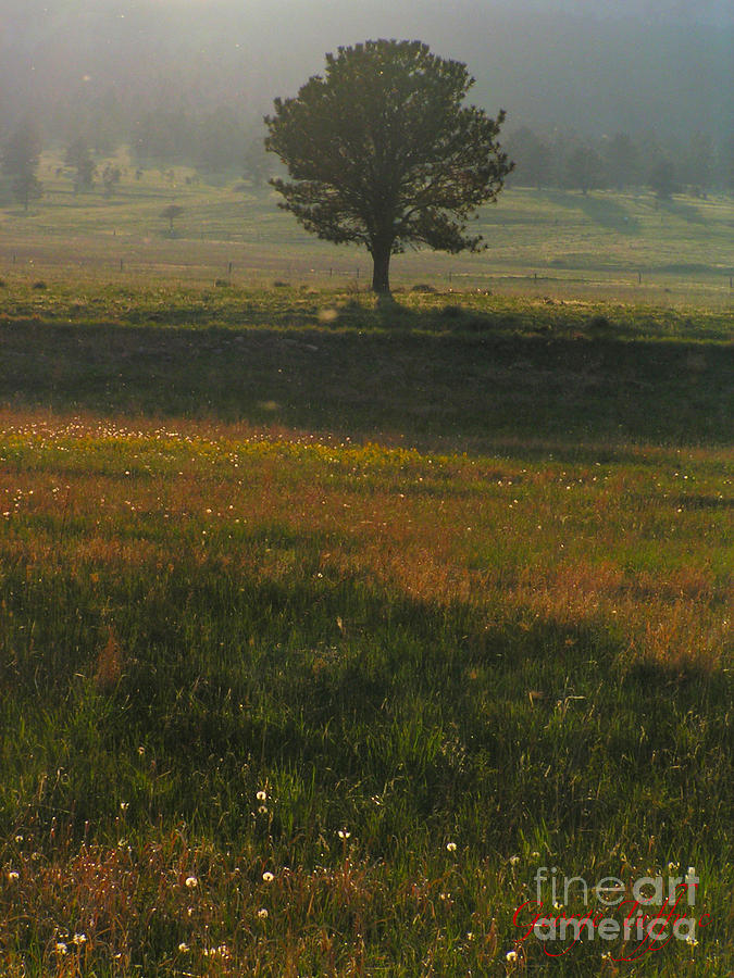 Lone tree Photograph by George Tuffy