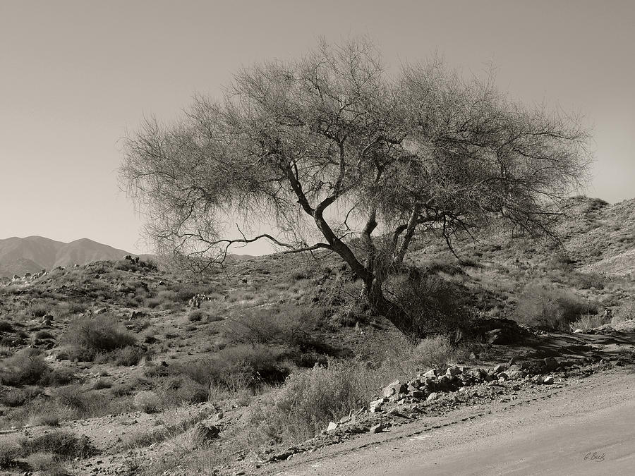 Mountain Photograph - Lone Tree by Gordon Beck