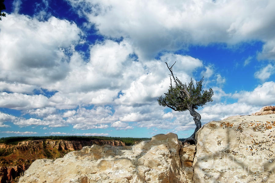 Lone Tree Hangs on at North Rim Photograph by David Arment