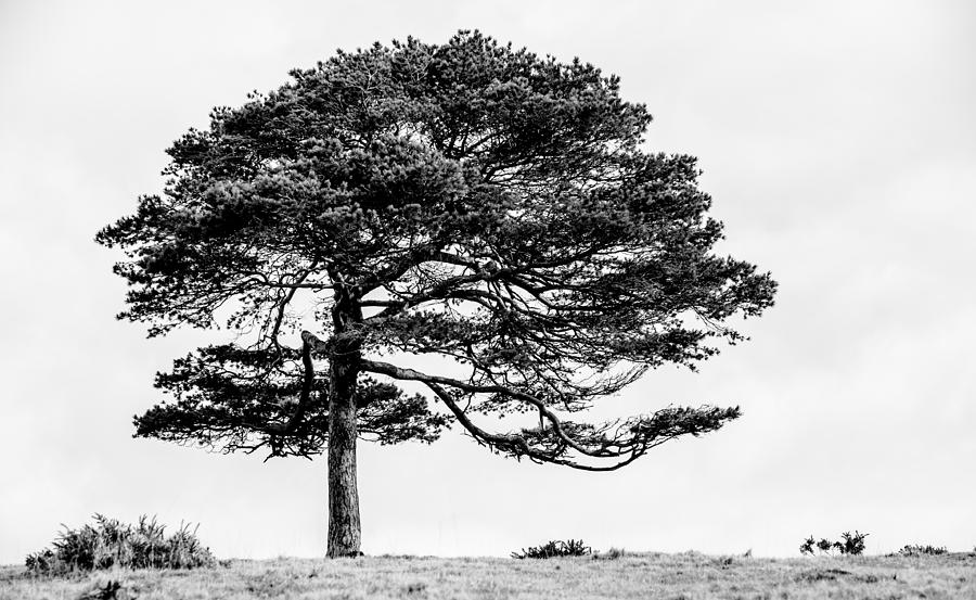 Lone Tree Photograph by Helen Jackson