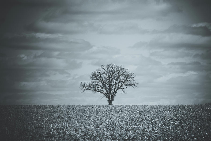 Lone Tree in a Cornfield Photograph by Joni Eskridge