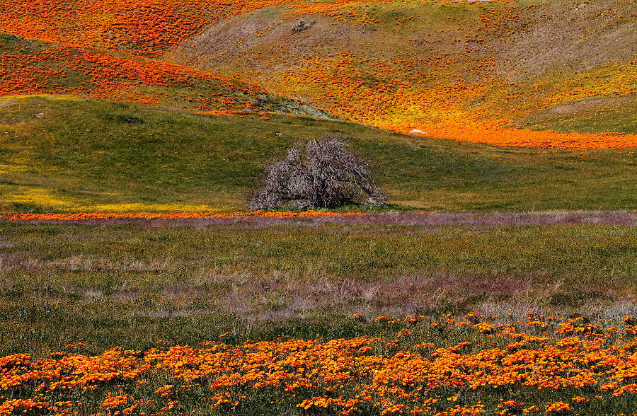 Lone tree in a sea of orange and yellow Photograph by Jetson Nguyen