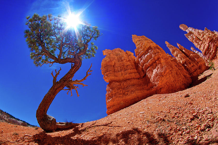 Lone Tree in Bryce Canyon National Park Utah Photograph by Markus