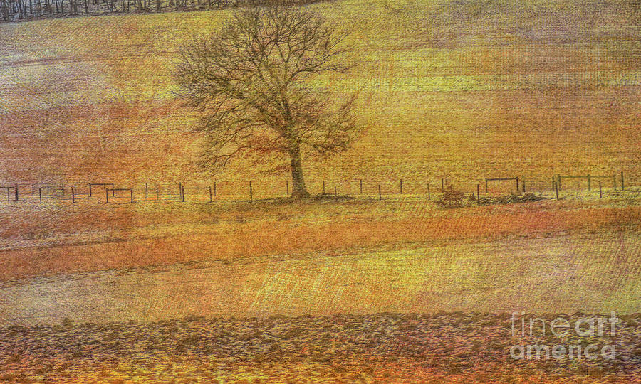 Lone Tree in Farm Field Winter Digital Art by Randy Steele