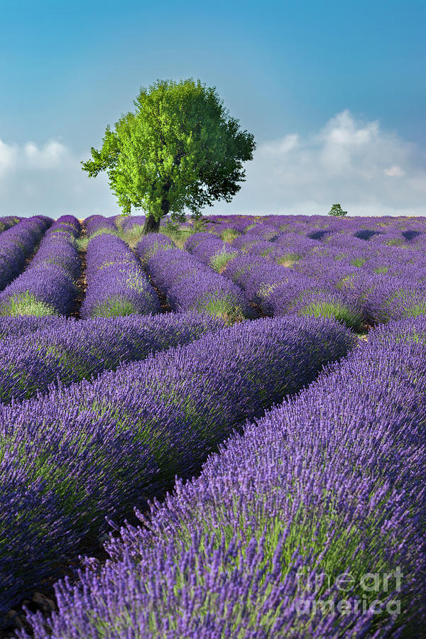 Lone Tree in Field of Lavender II Photograph by Brian Jannsen