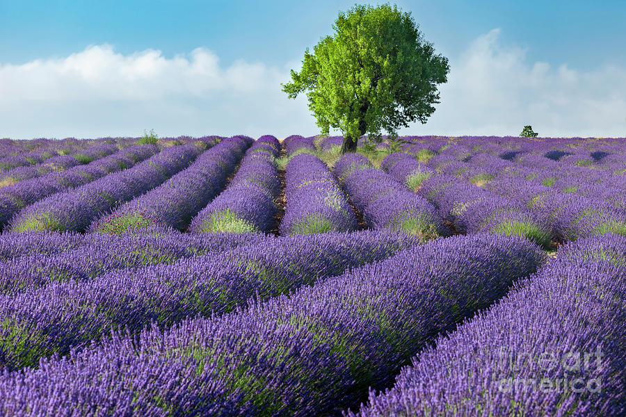 Lone Tree in Field of Lavender III Photograph by Brian Jannsen