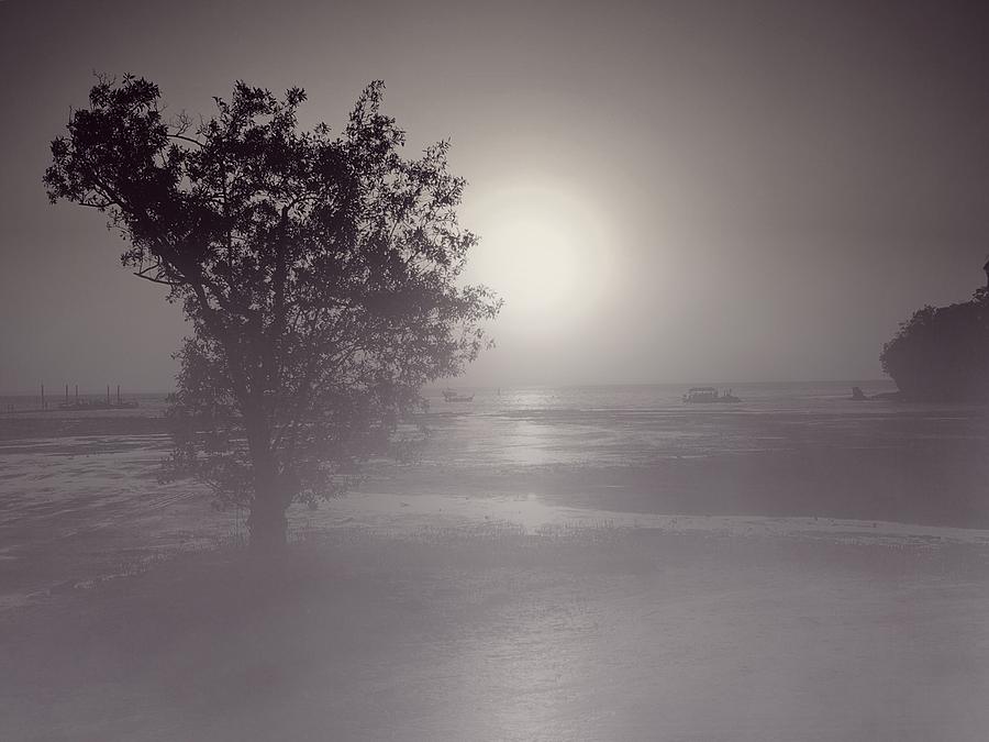 Lone Tree in Fog Photograph by Doris Aguirre