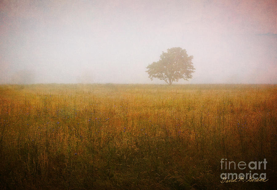 Lone Tree In Meadow No. 2 Photograph by David Gordon