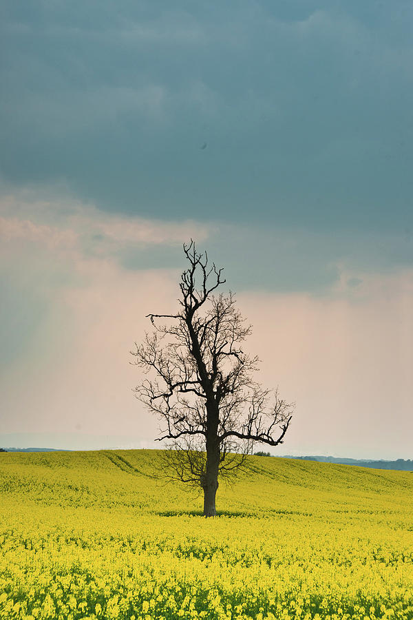 Misery Movie Photograph - Lone Tree in Rape Field 3 by Douglas Barnett