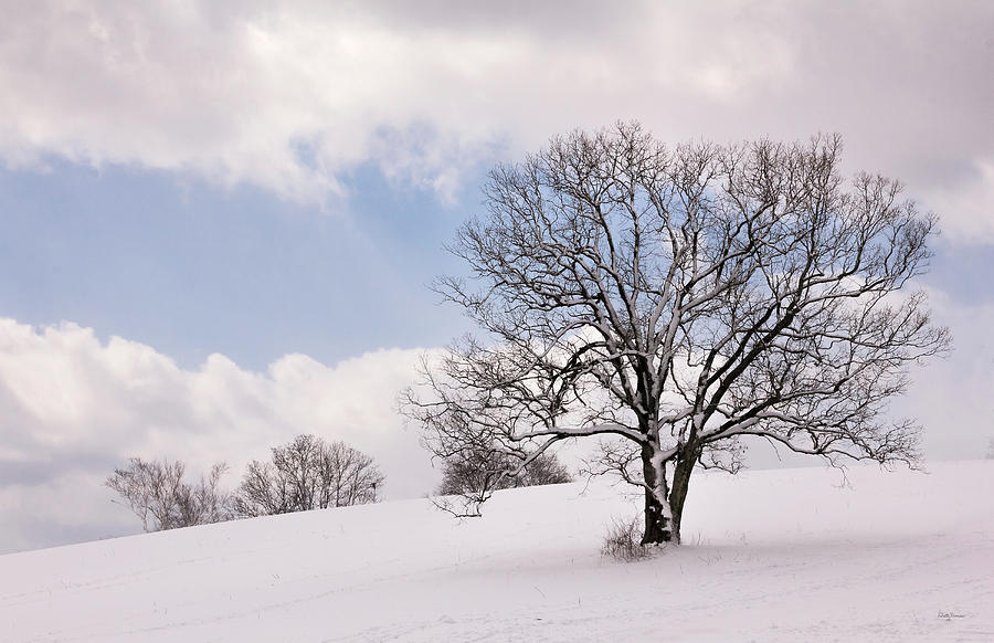 Lone Tree in Snow Photograph by Betty Denise