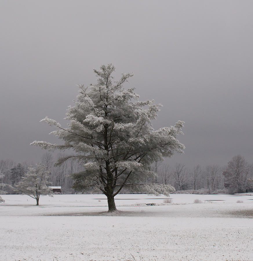 Lone Tree in Snow Photograph by Douglas Pixels