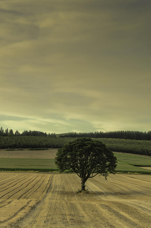 Lone Tree in the Field Photograph by Don Schwartz