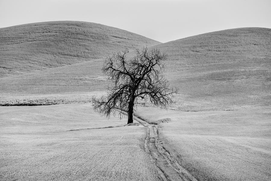 Lone Tree in the Palouse Photograph by Jon Glaser