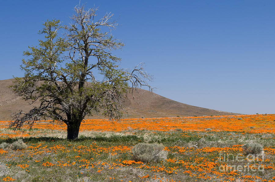 Lone Tree in the Poppies Photograph by Sandra Bronstein