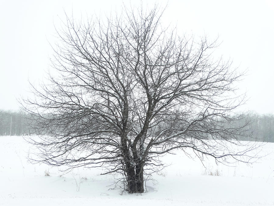 Lone Tree in the Snow Photograph by David T Wilkinson