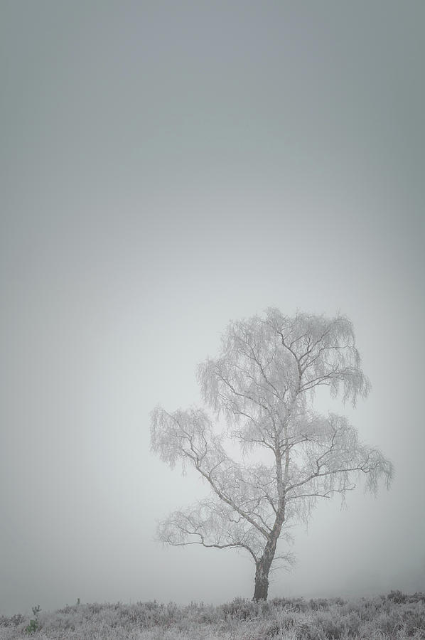 Lone Tree in Winter Photograph by Andy Astbury