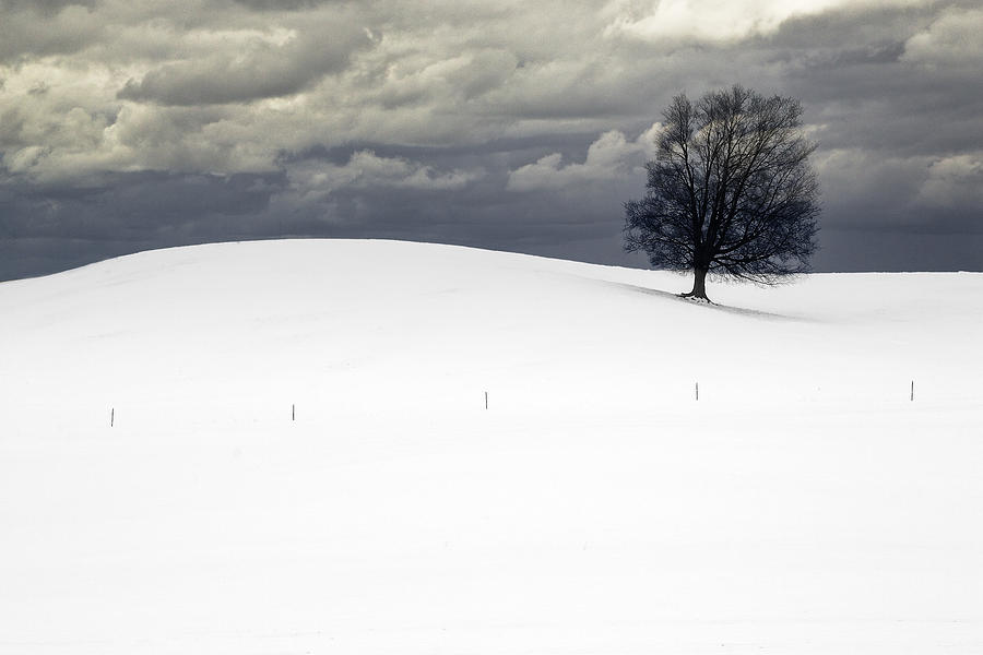 Lone Tree in Winter on a Snow Covered Hill with Cloudy Sky Photograph by Randall Nyhof