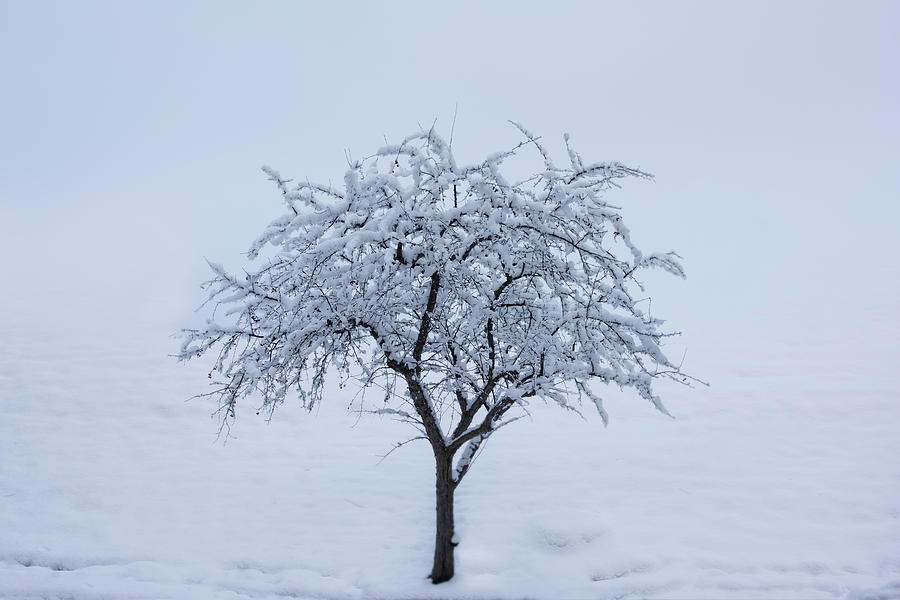 Lone Tree IN Winter Photograph by Steve Gadomski - Fine Art America