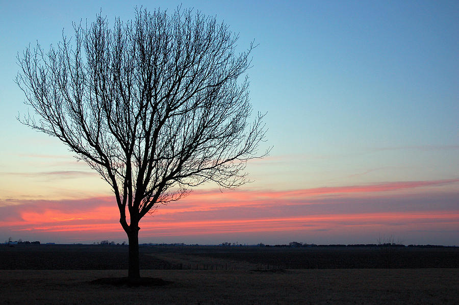 Lone Tree Photograph by James Kirkikis