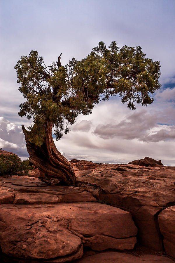 Sunset Photograph - Lone Tree by Jay Stockhaus