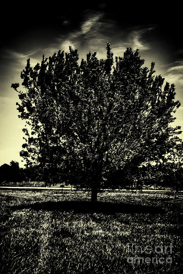 Lone Tree Photograph by JB Thomas