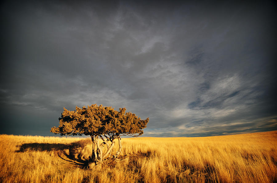Sunset Photograph - Lone Tree by Jedediah Hohf