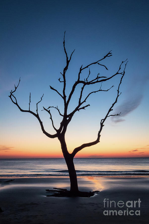 Lone Tree Photograph by Jennifer Ludlum