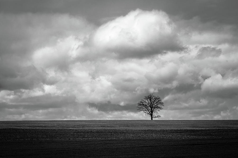 Lone Tree Photograph by Joshua Hakin - Fine Art America