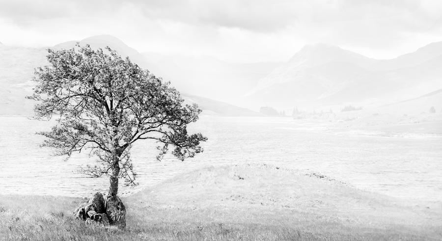 Mountain Photograph - Lone Tree by Kate Morton