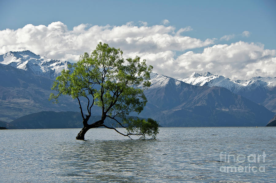 Bird Photograph - Lone tree. lake Wanaka. New Zealand. by Yurix Sardinelly