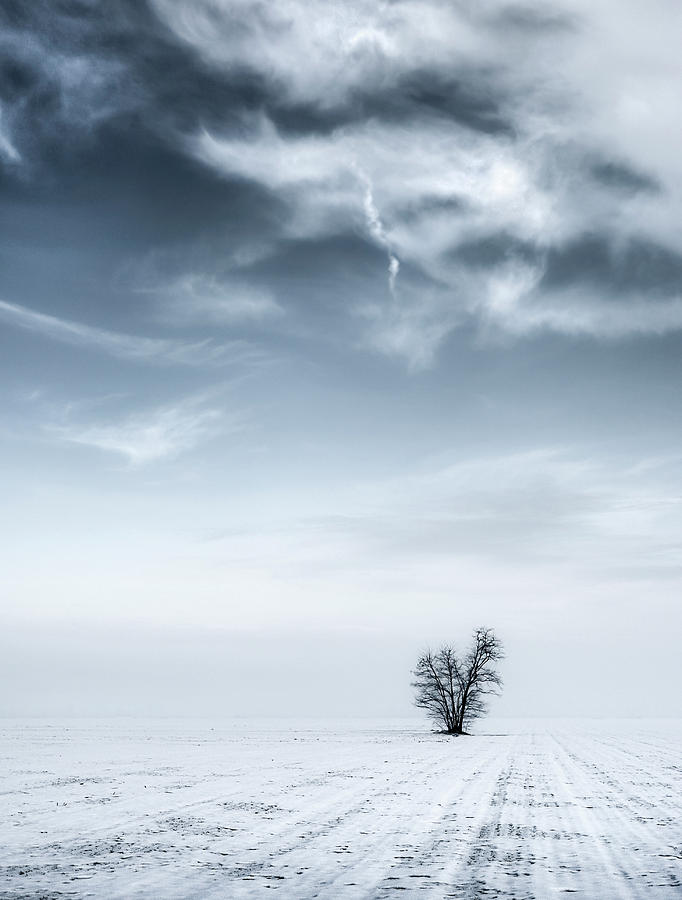 Lone tree Photograph by Livio Ferrari