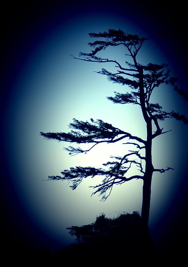 Lone Tree Photograph by Lori Seaman
