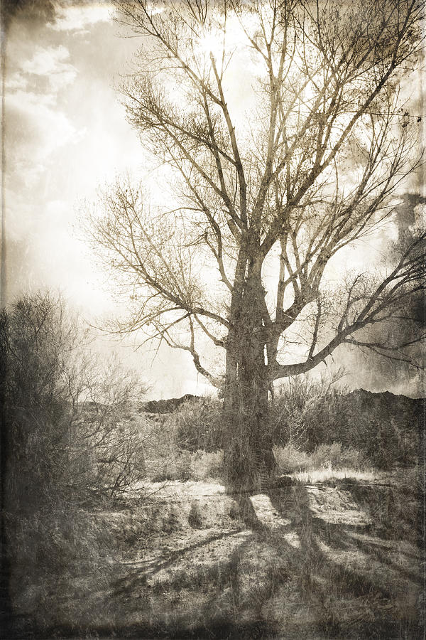 Lone Tree Photograph by Michele Cornelius