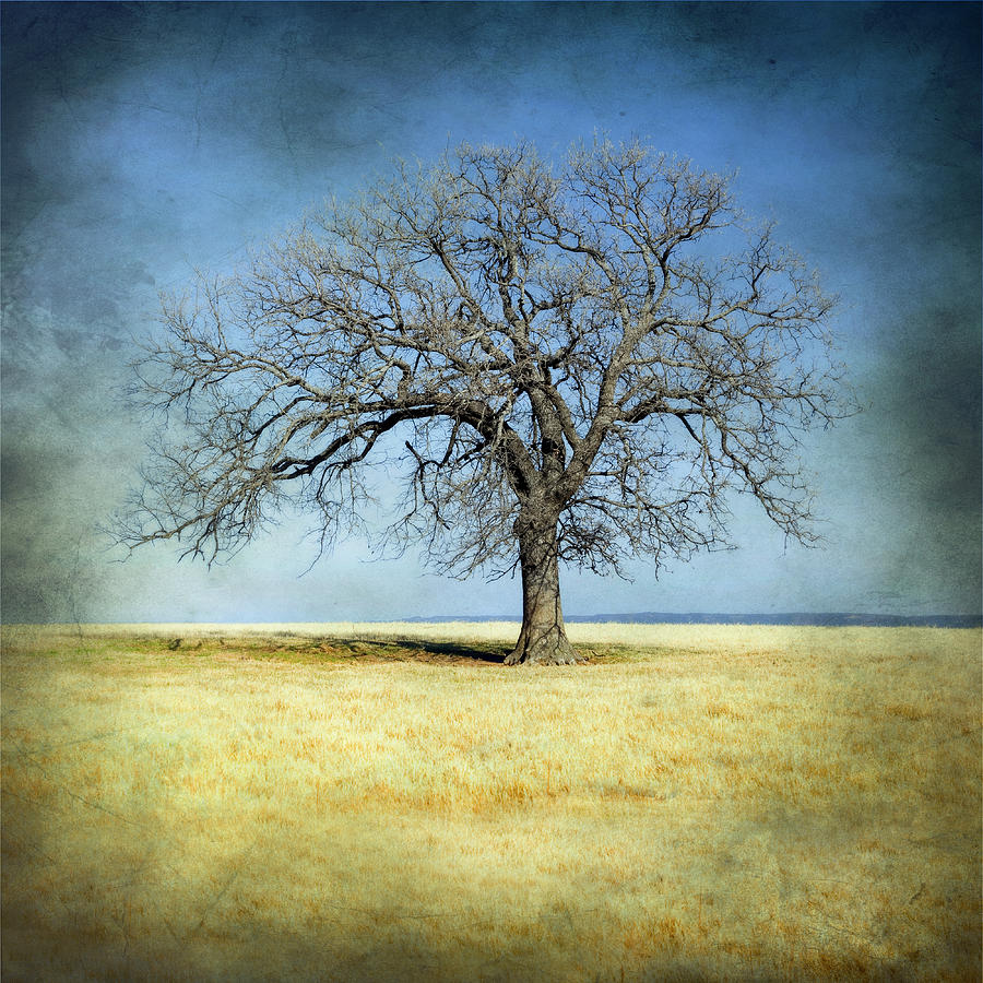 Landscape Photograph - Lone Tree by Mike Irwin