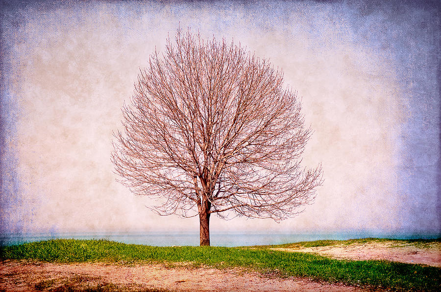 Lone Tree Photograph by Milena Ilieva