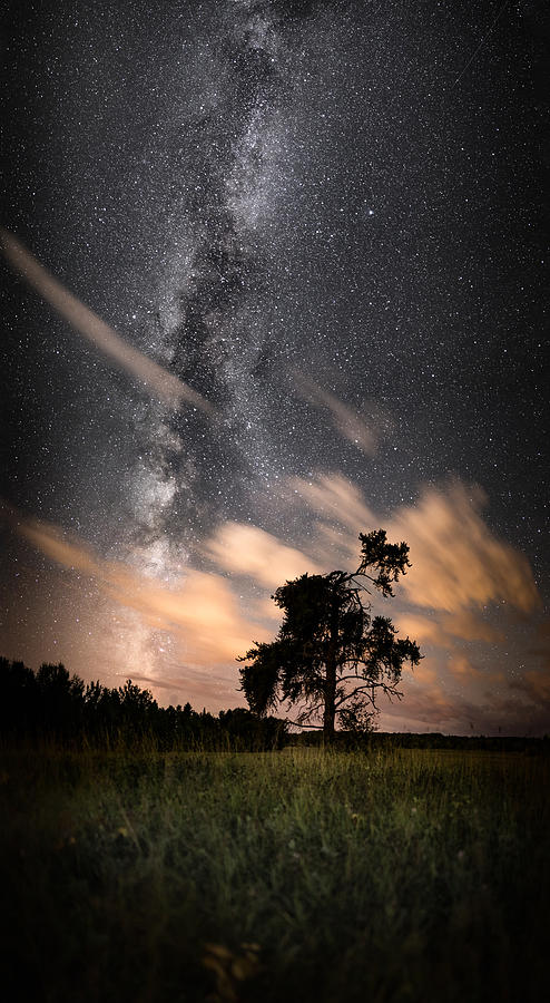 Lone Tree, Milky Way, Late Summer Photograph by Jakub Sisak