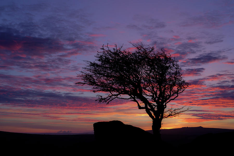 Lone tree near Holwell Tor on Dartmoor Photograph by Pete Hemington