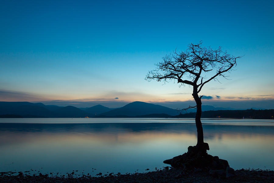 Lone Tree Photograph by Neil Crawford